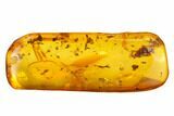 Four Detailed Fossil Flies (Diptera) In Baltic Amber #159771-5
